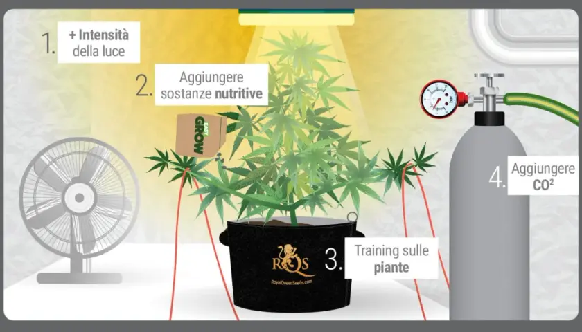 Coltivare in grow room: aumenta luce, nutrienti, training e aggiungi CO2 per piante rigogliose.