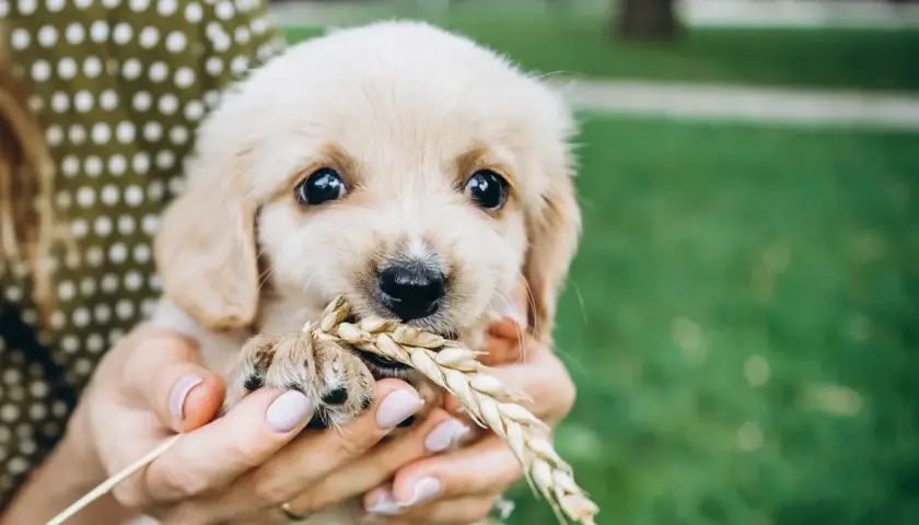 Uroczy szczeniak golden retriever trzyma w pyszczku kłos zboża. Zastanawiasz się, jakie smaczki dla szczeniaka będą najlepsze?