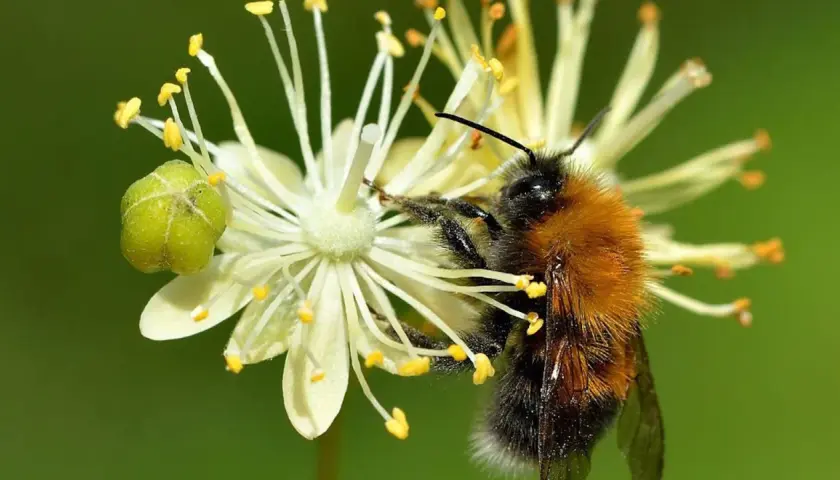 En fluffig humla samlar nektar från en vit blomma. Olika typer av humlor är viktiga för pollineringen.