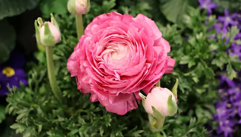 Eine prachtvolle, rosafarbene Ranunkelblüte mit mehreren Knospen. Die zarten Blütenblätter entfalten sich und laden zum Ranunkeln pflanzen ein.