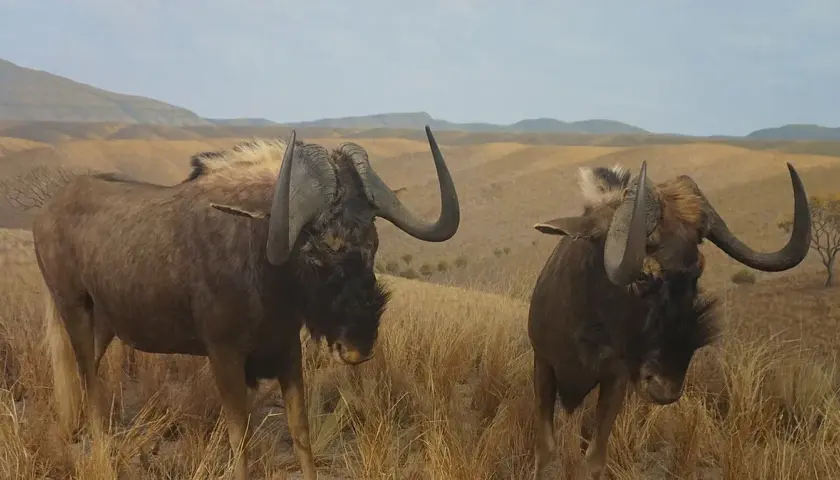 Czym się żywi antylopa gnu? Odkryj jej tajemnice diety i nawyków