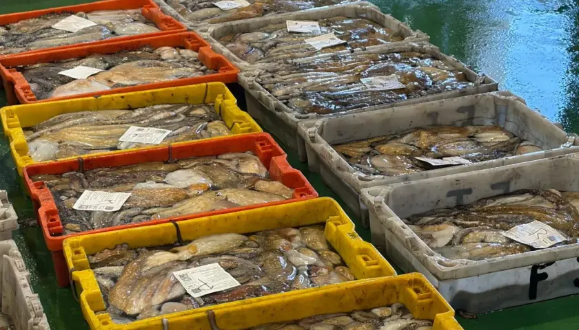 Cajas llenas de pulpos recién capturados, listos para la venta. Las vedas de pesca aseguran la sostenibilidad de estos deliciosos cefalópodos.