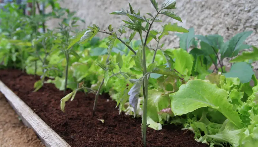 Junge Tomatenpflanzen wachsen neben knackigem Salat. Sie sind gute Nachbarn im Gemüsebeet.