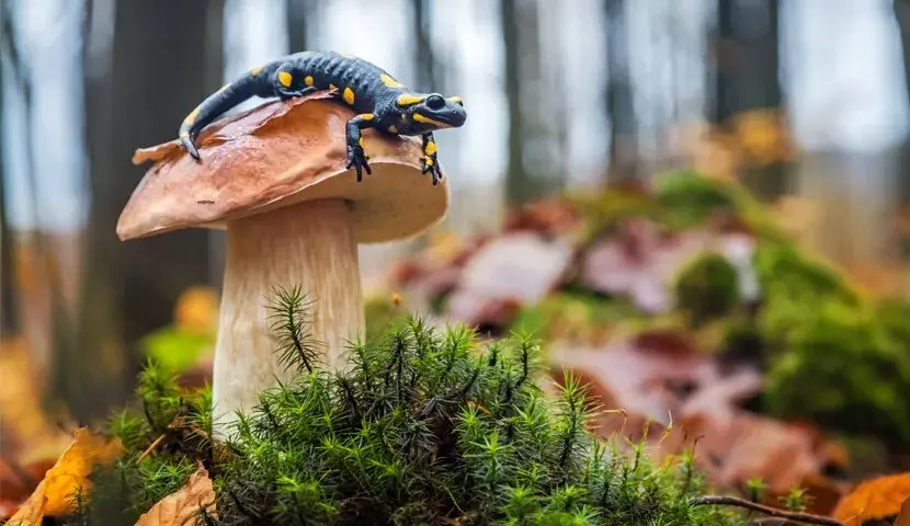 Po jakich studiach można uczyć biologii? Odkryj nieznane ścieżki kariery