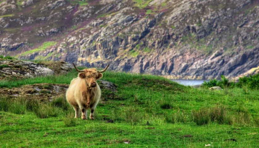 Vaca peluda en la **ruta 500 Escocia**, pastando en una colina verde con montañas rocosas y flores púrpuras al fondo.