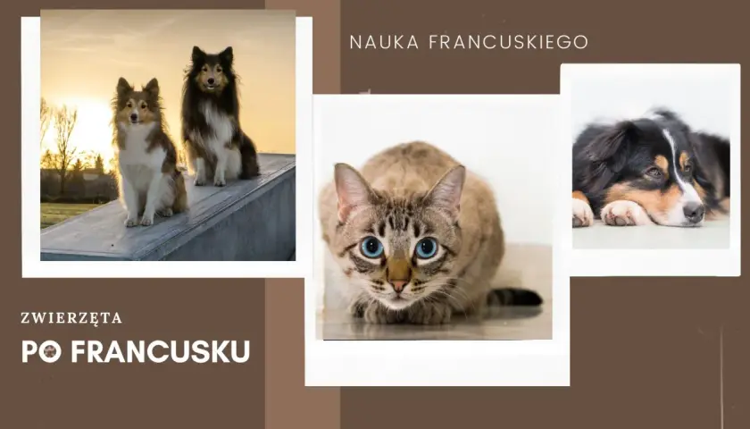 Uczymy się francuskiego: zwierzęta po francusku. Dwa psy na tle zachodzącego słońca, kot z niebieskimi oczami i pies odpoczywający na podłodze.