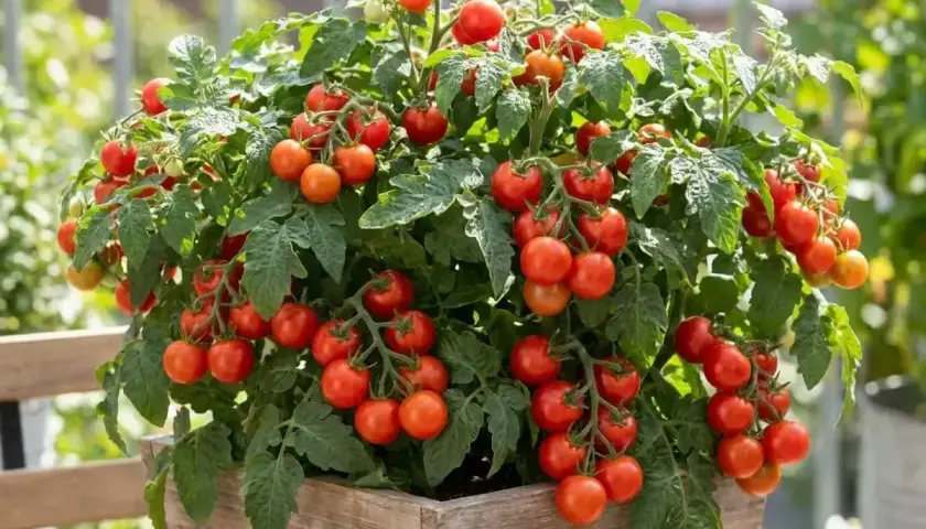 Un plant de tomate grappe débordant de fruits rouges vifs, prêt à être cueilli.
