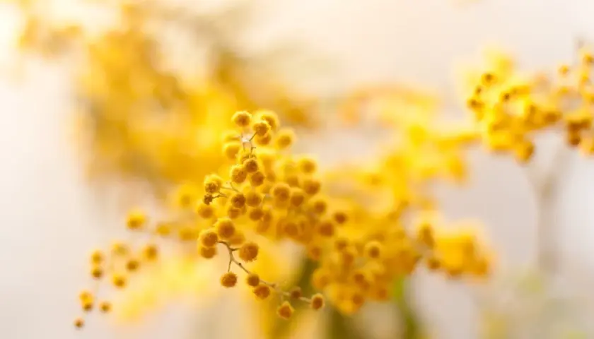 Rami di mimosa fioriti, un giallo solare che ricorda la primavera e la necessità di un buon concime per mimosa per mantenerli rigogliosi.