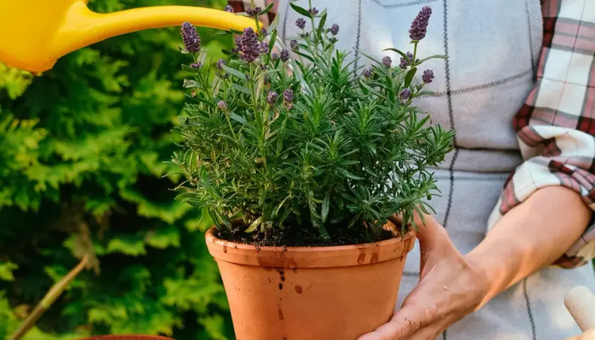 Vattnar en vacker lavendel perenn i kruka. Den lila blomman doftar ljuvligt och ger en känsla av sommar.