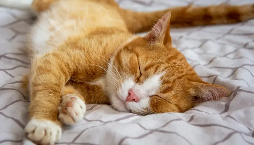 Gato naranja durmiendo plácidamente en una cama. El significado de donde duermen los gatos es que buscan comodidad y seguridad.
