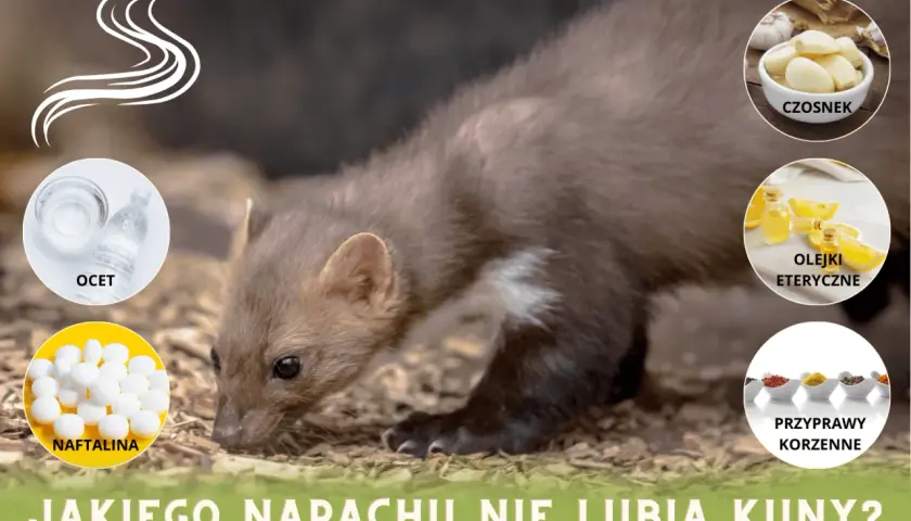 Kuna na tle naturalnym, obok niej grafiki z octem, naftaliną, czosnkiem, olejkami eterycznymi i przyprawami korzennymi. Jaki zapach odstrasza kuny?