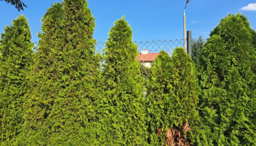 Zielone tuje tworzą żywopłot. Czy tuja to drzewo? Tak, to wiecznie zielone drzewo iglaste, które pięknie wygląda latem.