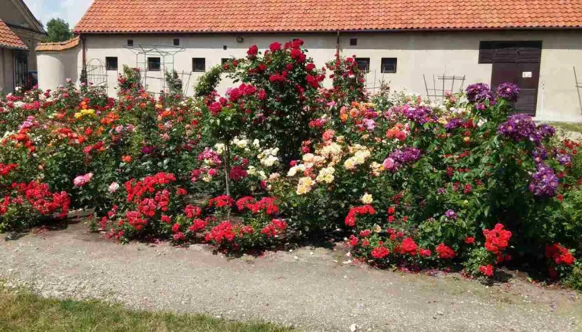 Kwiatowy raj: bujne krzewy róż multiflora w odcieniach czerwieni, różu, żółci i fioletu kwitną przed budynkiem z czerwoną dachówką.