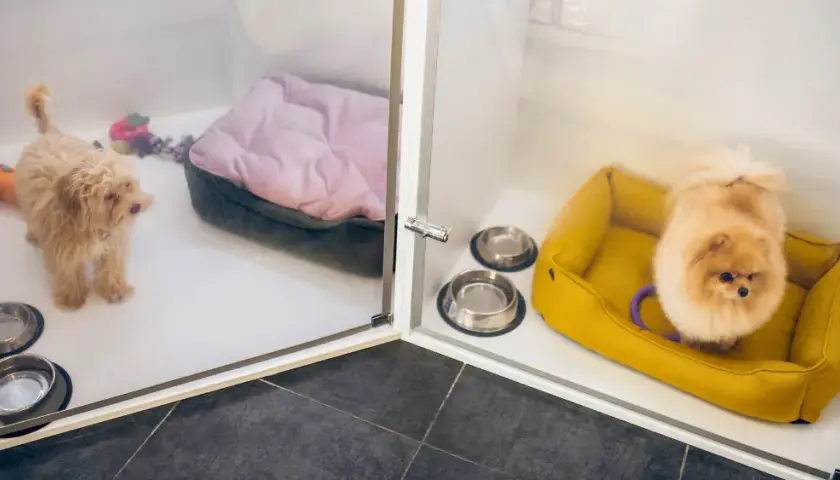 Jak wygląda hotel dla psów? Poznaj komfort i opiekę dla pupila