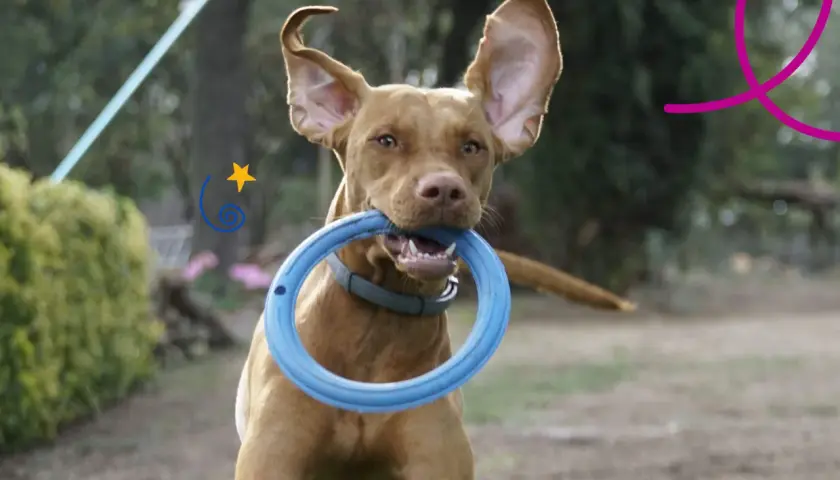 Perro hiperactivo con un aro azul en la boca, orejas al viento, listo para jugar en el exterior.