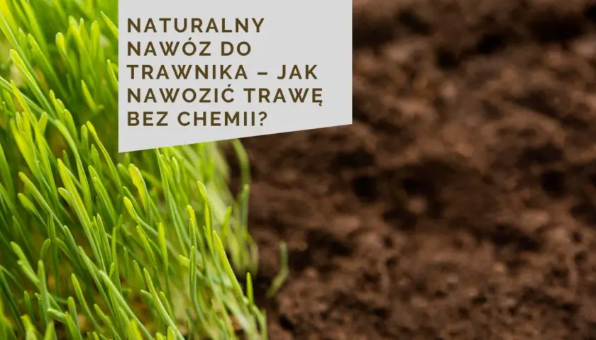 Zielona trawa i ciemna ziemia. Tekst: NATURALNY NAWÓZ DO TRAWNIKA – JAK NAWOZIĆ TRAWĘ BEZ CHEMI?