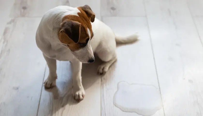 Smutny piesek siedzi obok kałuży. Czy to objaw ciemnego moczu u psa?