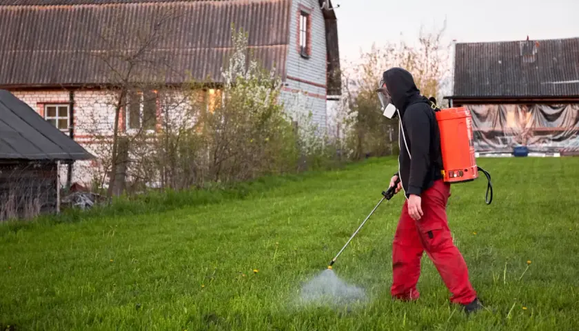 Mężczyzna w masce i czerwonych spodniach opryskuje trawnik, dbając o to, kiedy opryskiwać chwasty na trawniku.