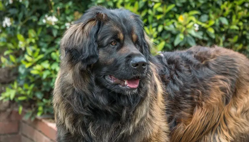 Pies leonberger z gęstą, brązową sierścią, spogląda w bok na tle zielonych krzewów.