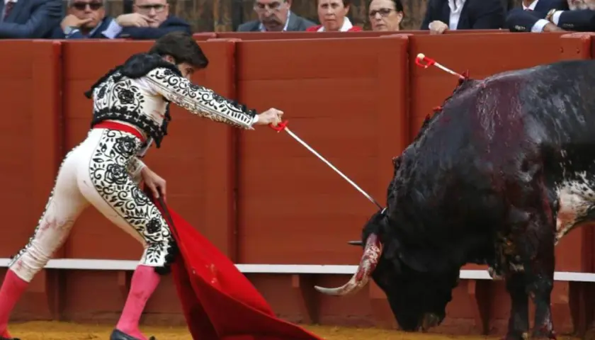 Un torero con traje de luces se enfrenta a un toro ensangrentado, demostrando las reglas del toreo.