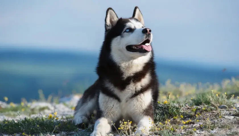 Czy husky jest dobry dla dzieci? Wszystko o bezpieczeństwie i charakterze tej rasy