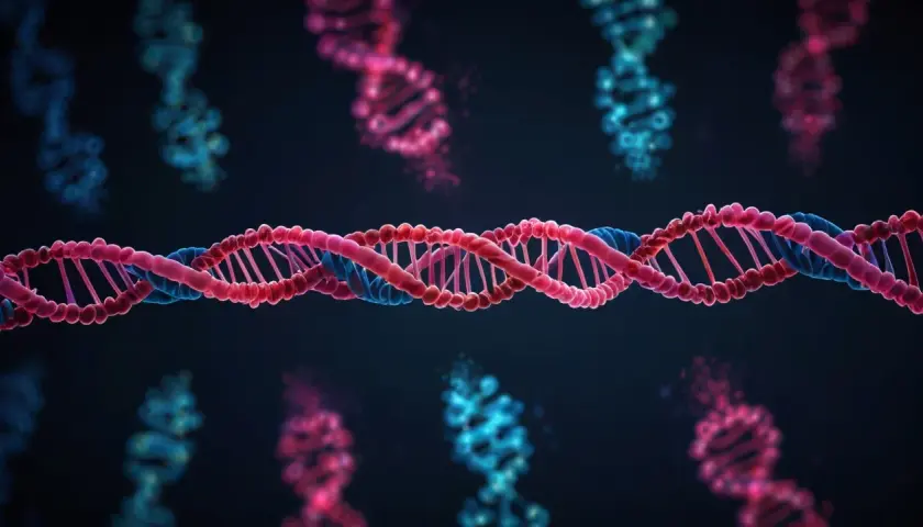 Chromosom XX: Więcej niż tylko wyznacznik płci. Co go wyróżnia?