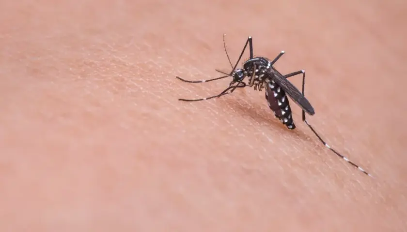 Skuteczne domowe sposoby na komary przy grillu, które działają