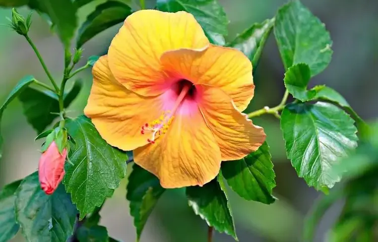 Jak długo kwitnie hibiskus? Odkryj tajemnice jego długiego kwitnienia