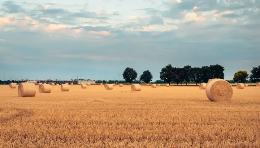 Jakie są najnowsze trendy w sprzedaży pszenicy? Analiza GUS