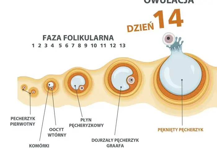 Najważniejsze objawy owulacji - jak bezbłędnie rozpoznać płodne dni