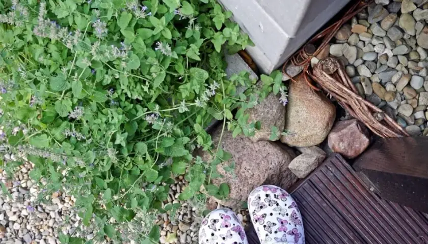 Skuteczne sposoby na odstraszenie komarów w ogrodzie – naturalne i domowe metody