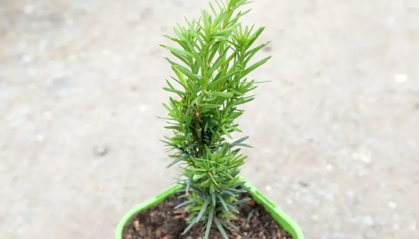 Jaki cis na żywopłot – wybierz najlepsze odmiany dla swojego ogrodu