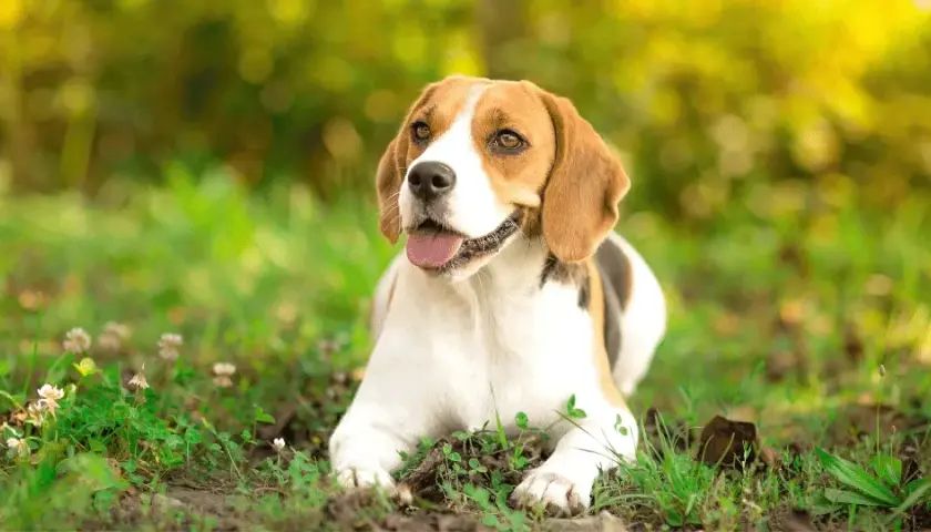 Nauczysz się jak wytresować beagle: 8 skutecznych technik szkolenia psa