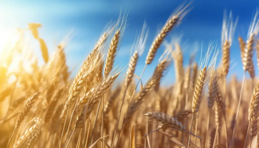 Agricole Trade PL: Analizy i notowania na Agricole Trade - Śledź trendy 