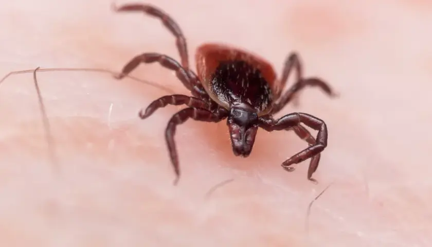 Jak rozmnaża się kleszcz? Zaskakujące fakty o ich cyklu życia