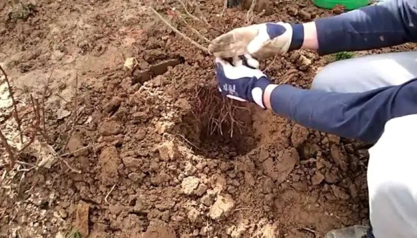 Jak gęsto sadzić róże wielkokwiatowe, aby uniknąć błędów w ogrodzie