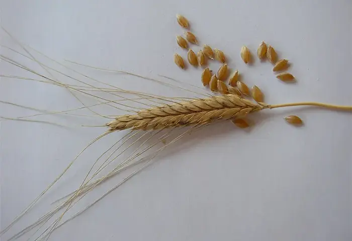 Samopsza - poznaj niezwykłe właściwości starożytnego superfoods z Polski
