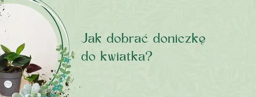 Jak sprawdzić rozmiar doniczki, aby uniknąć błędów przy sadzeniu