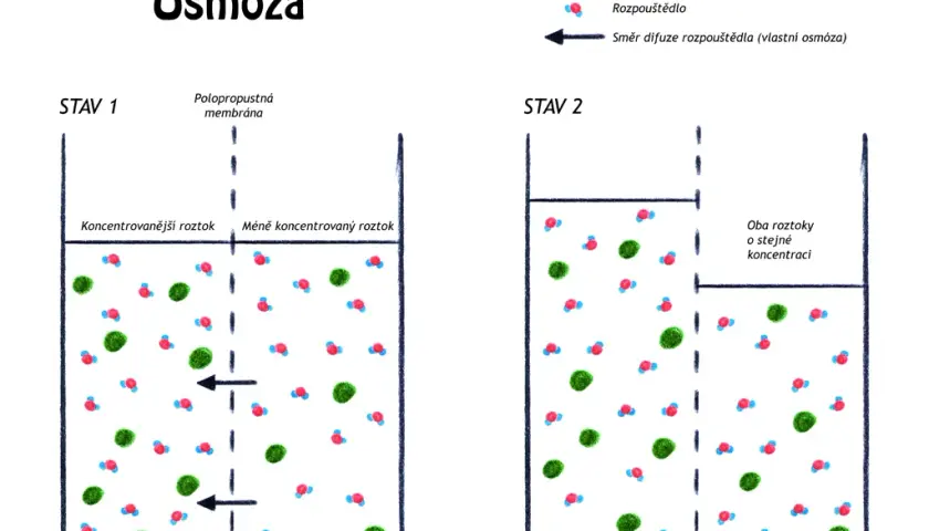 Co to jest osmoza w biologii? Prosty wyjaśnienie i praktyczne przykłady