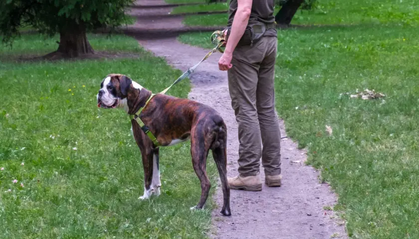 Gdzie z psem na spacer w Śląsku? Odkryj najlepsze miejsca dla psa