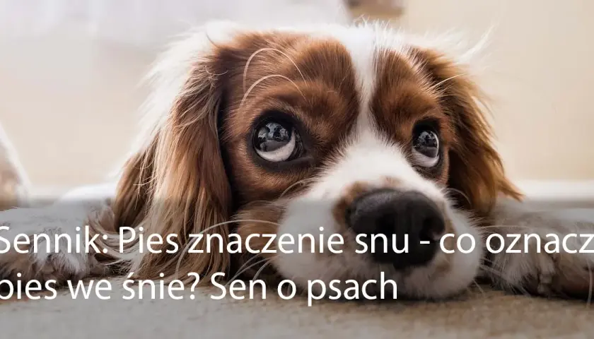Co oznacza sen z psem? Symbolika i interpretacja snu o psach