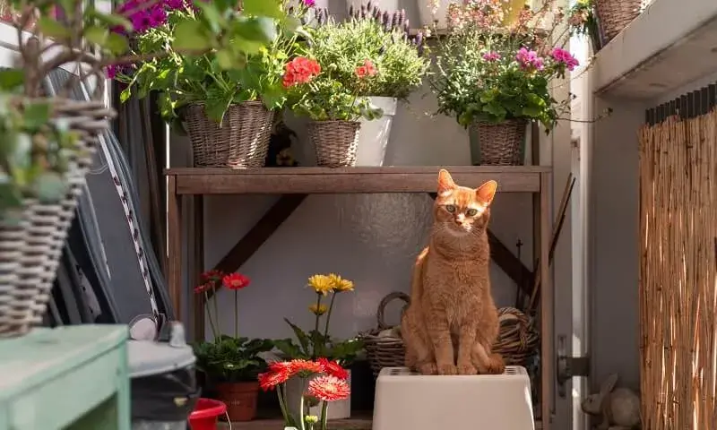 Jak urządzić mały balkon w bloku, by stał się przytulną oazą?