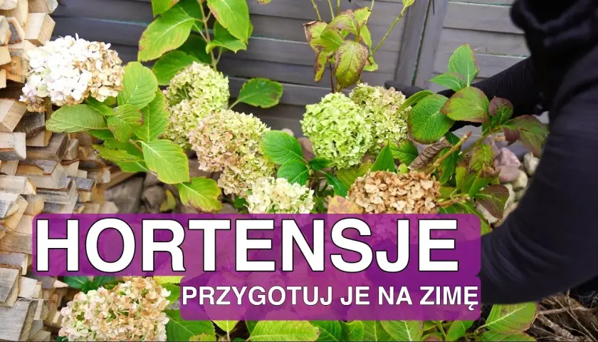 Hortensja ogrodowa: kiedy okrywać na zimę, aby uniknąć przemarznięcia