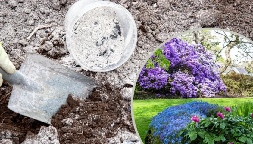 Popiół z pelletu pod jakie rośliny - Naturalny nawóz, który zachwyca wynikami