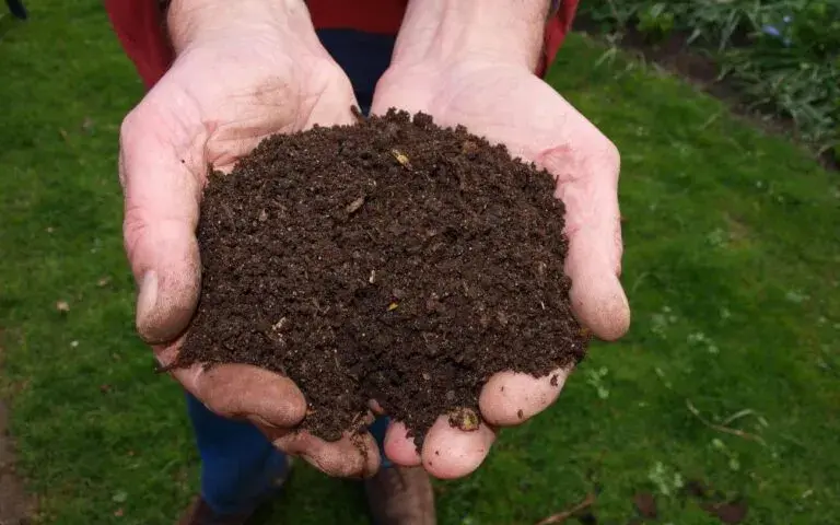 Jak wygląda kompost? 5 cech dojrzałego nawozu organicznego