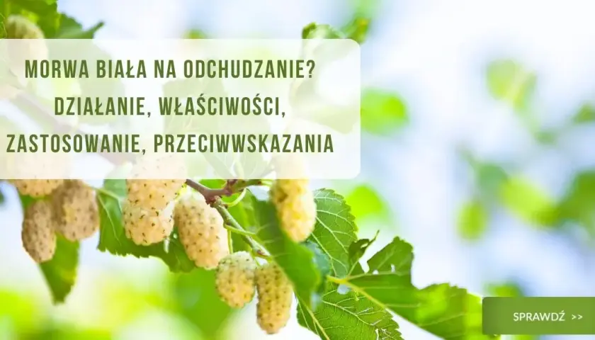 Prawidłowe dawkowanie herbaty z morwy białej - skuteczna kuracja w domu