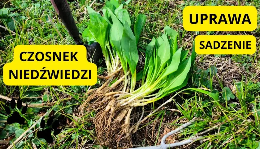 Kiedy sadzić czosnek niedźwiedzi? Najlepszy czas i metody uprawy