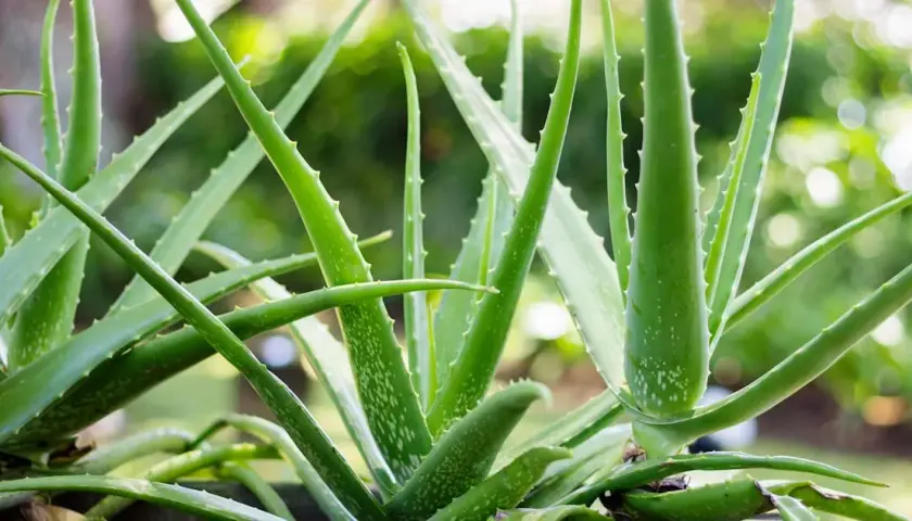 Jak uprawiać aloes: proste sposoby na zdrową roślinę w domu