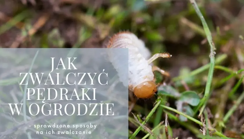 Skuteczne sposoby na pędraki w ogrodzie – jak je zwalczyć i zapobiec zniszczeniom