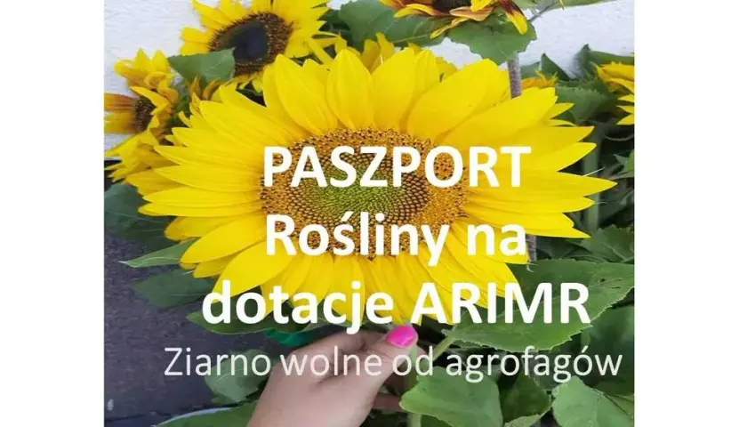 Gdzie sprzedać kwiaty słonecznika? Sprawdź najlepsze opcje sprzedaży